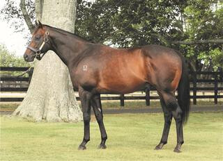 Darci Brahma (NZ) standing at The Oaks Stud. 